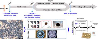 The three-dimensionality of the hiPSC-CM spheroid contributes to the variability of the field potential